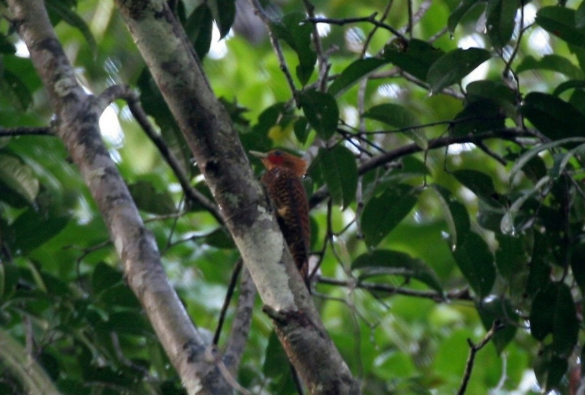 Waved Woodpecker (Waved) - Clyde Blum