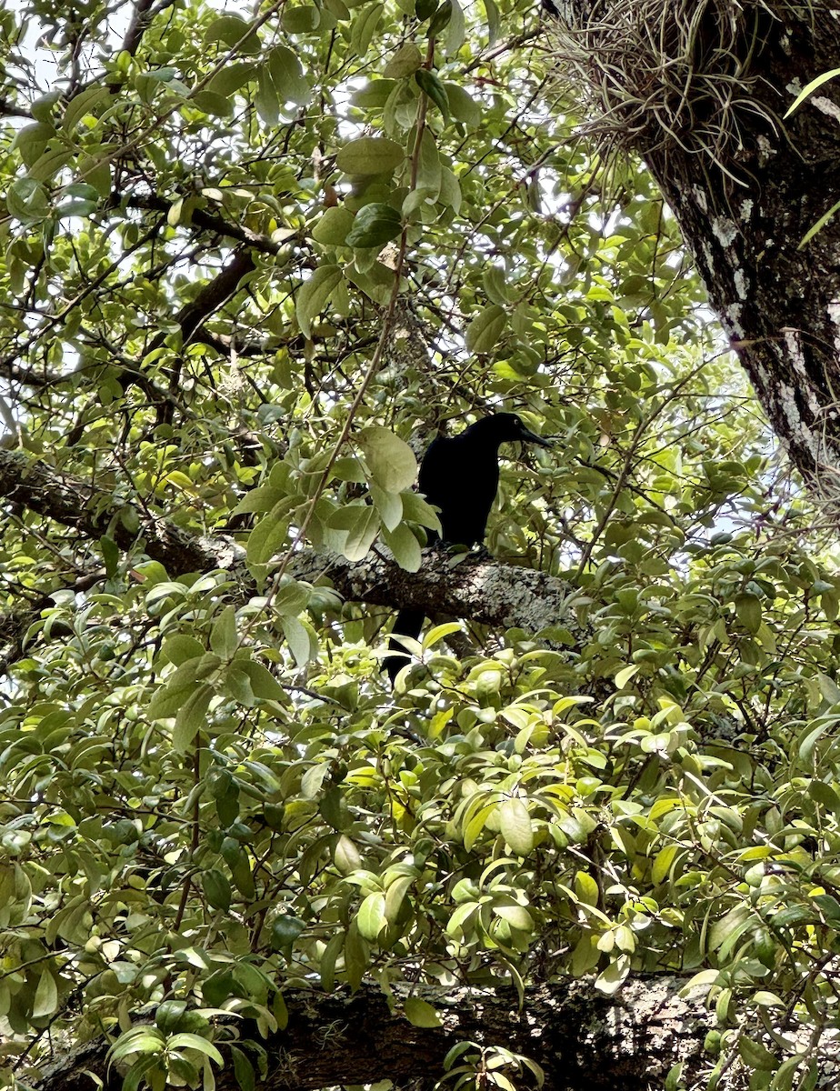 Great-tailed Grackle - Lisa Sandoz