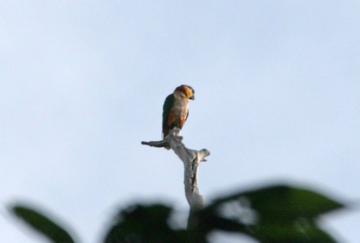 Black-headed Parrot - Clyde Blum