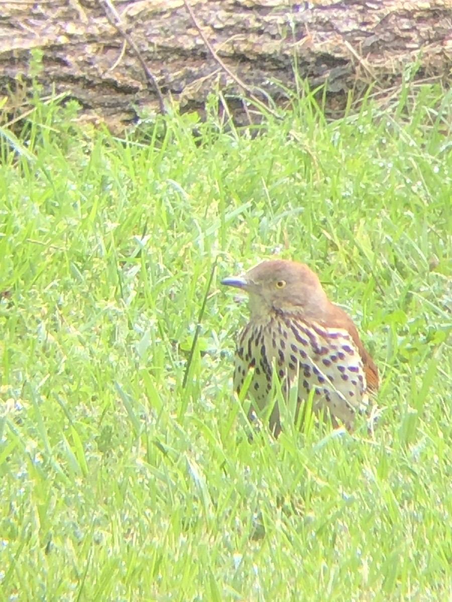 Brown Thrasher - ML618661911