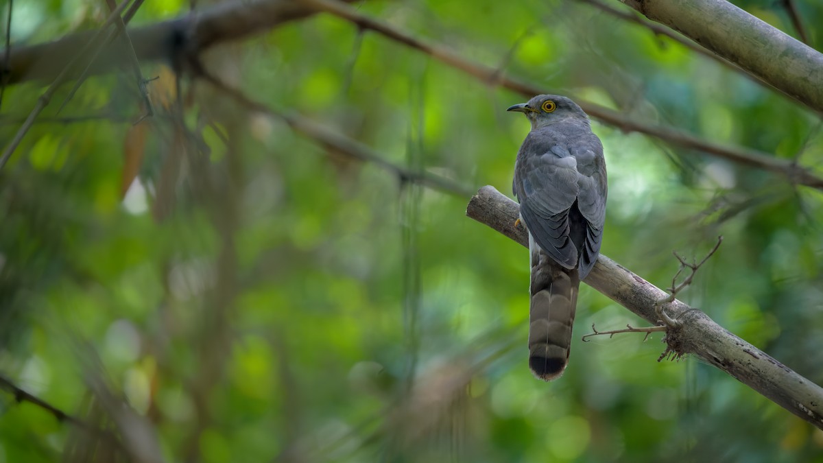 Common Hawk-Cuckoo - ML618661959