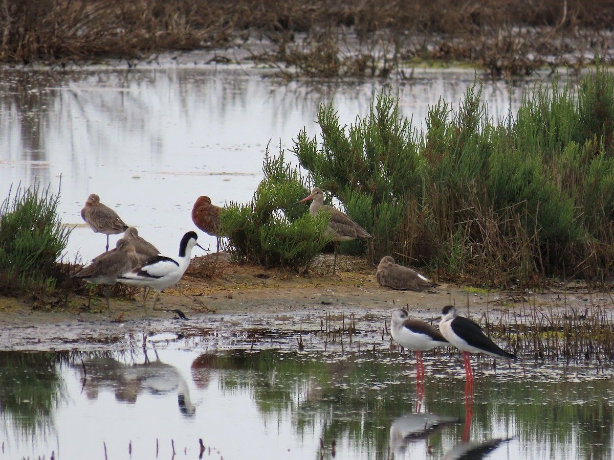 Black-tailed Godwit - Guillaume Réthoré