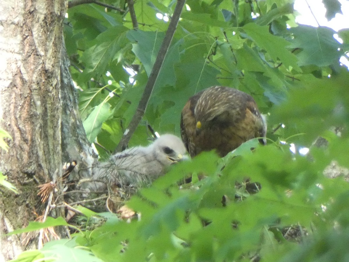 Red-shouldered Hawk - ML618662003