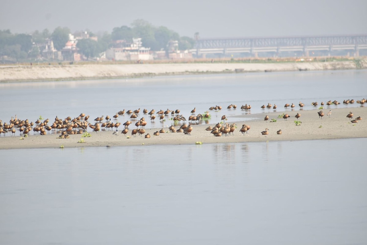 småplystreand - ML618662010