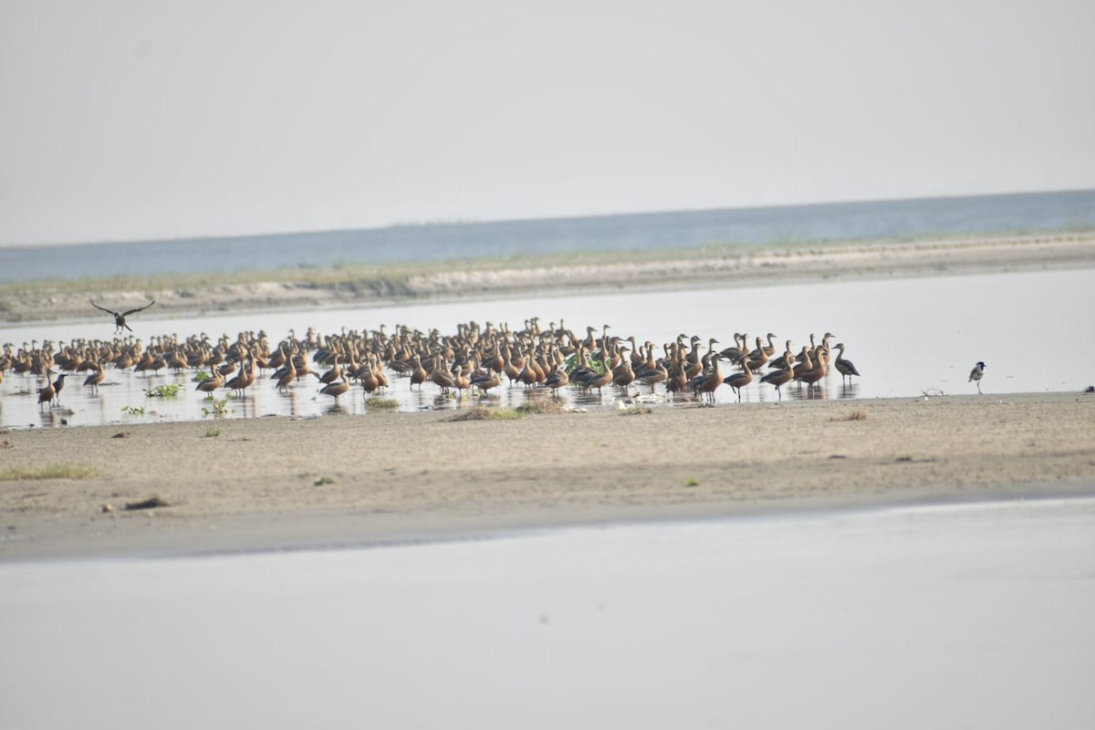 Lesser Whistling-Duck - ML618662011