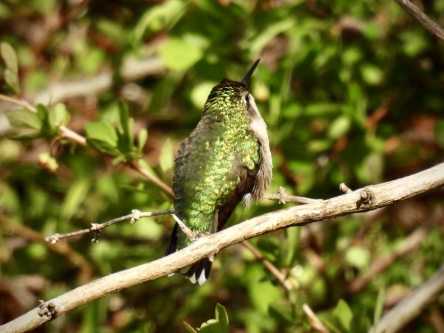 Ruby-throated Hummingbird - ML618662031