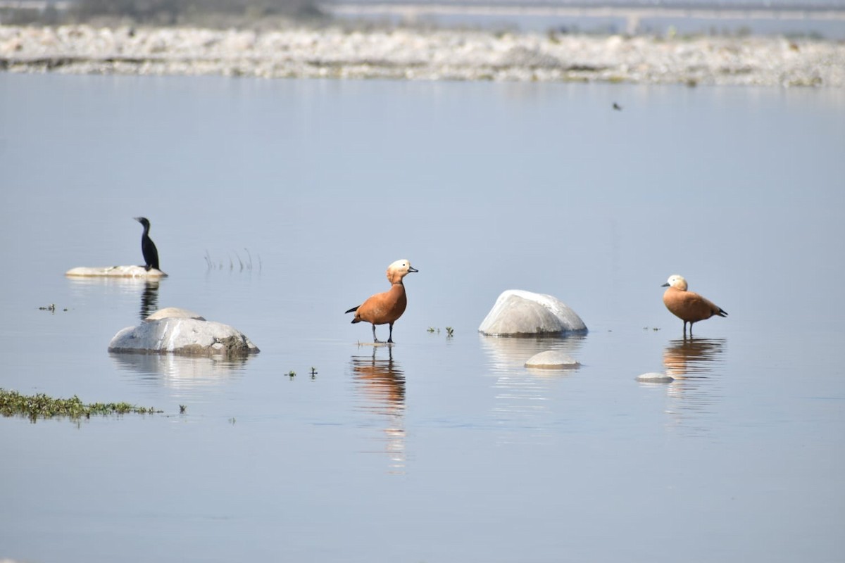 Ruddy Shelduck - ML618662036