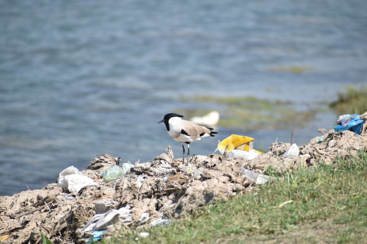 River Lapwing - ML618662050