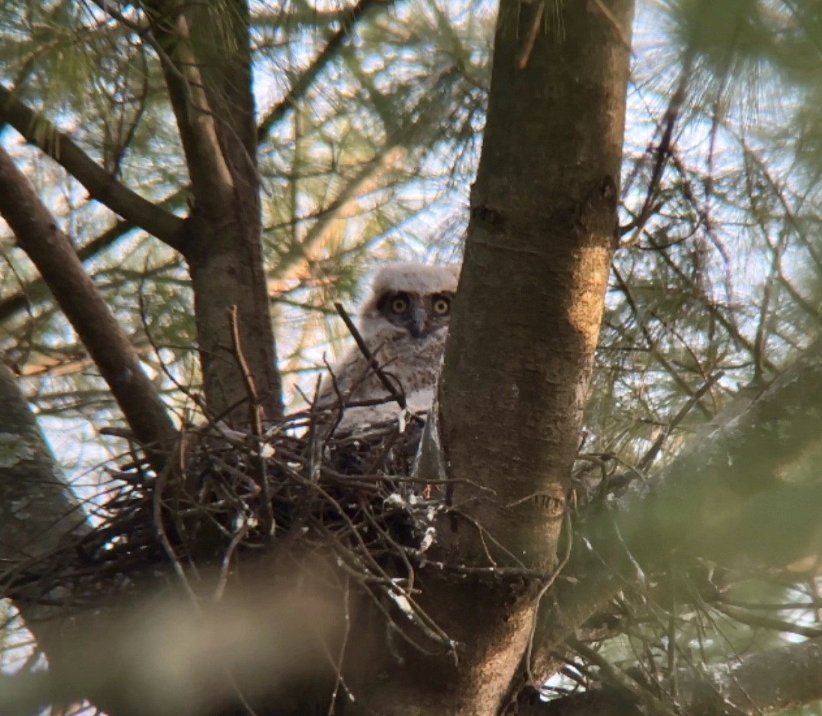 Great Horned Owl - ML618662053