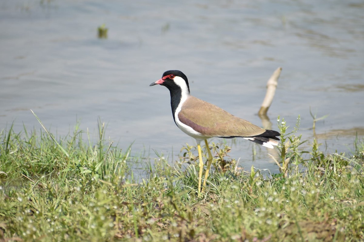 Red-wattled Lapwing - ML618662058