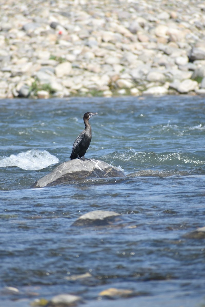 Little Cormorant - ML618662063