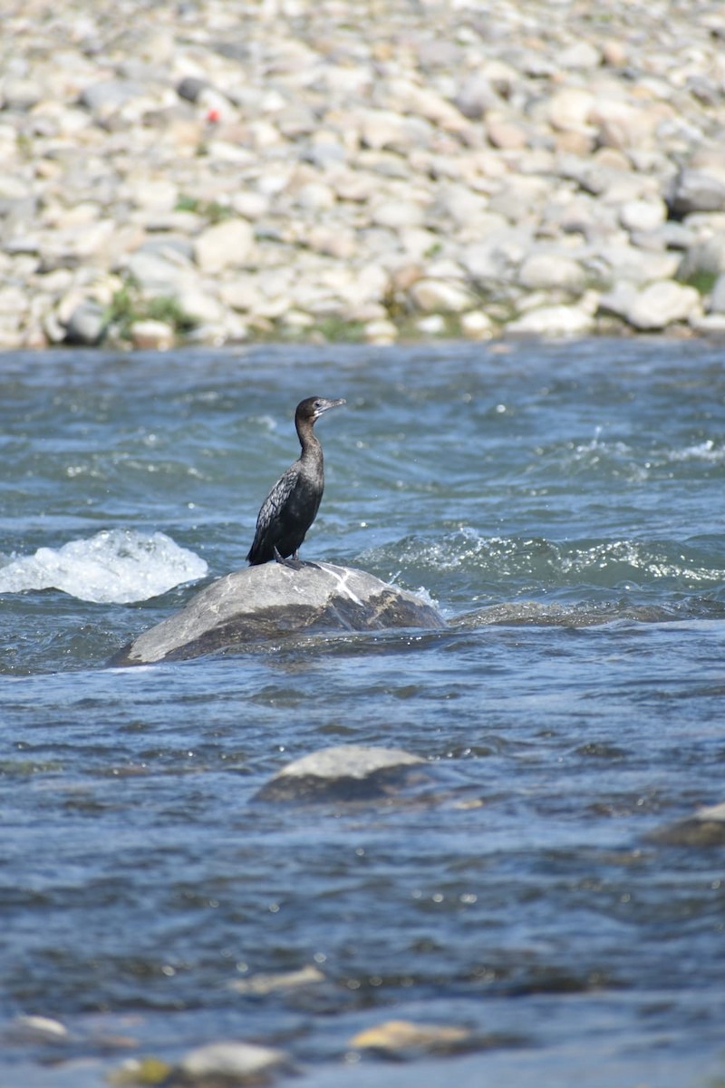 orientdvergskarv - ML618662063