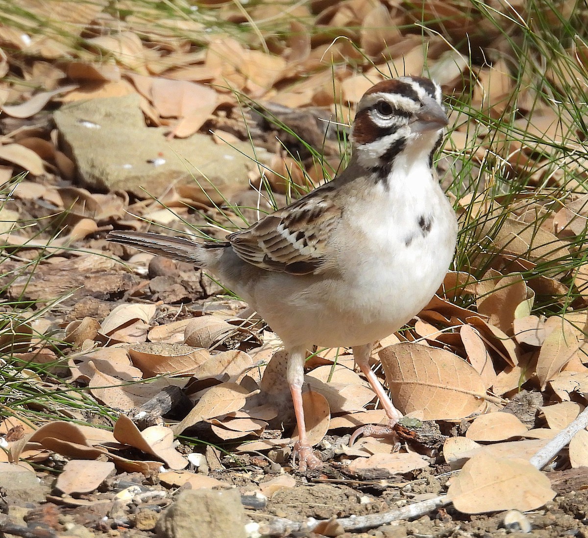 Lark Sparrow - Jeff Johnson