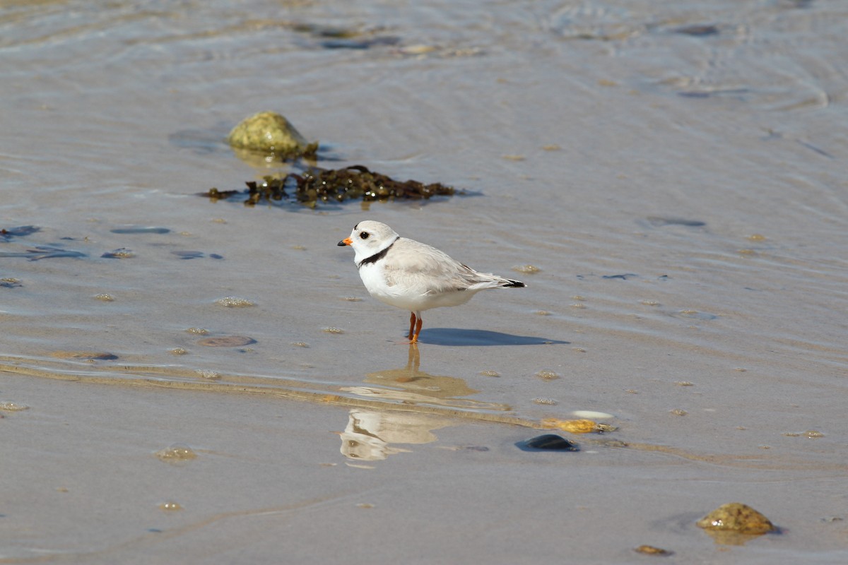 Piping Plover - ML618662085