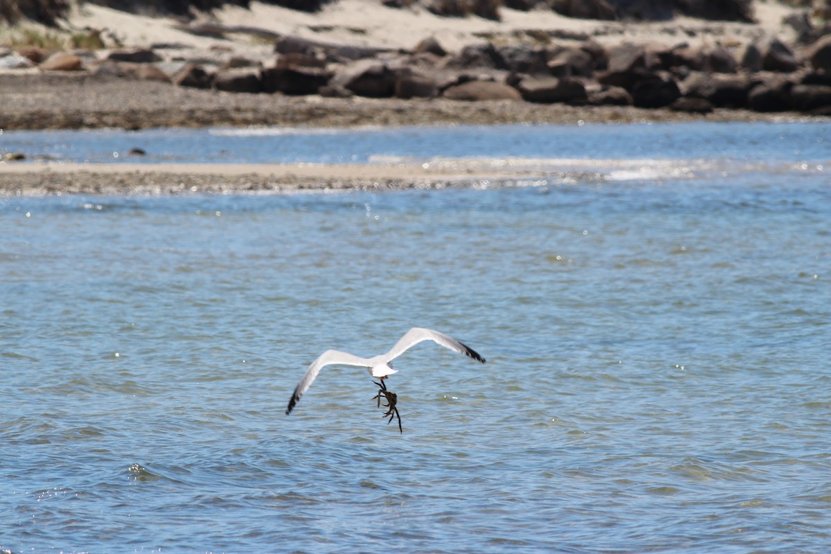 Herring Gull - ML618662091