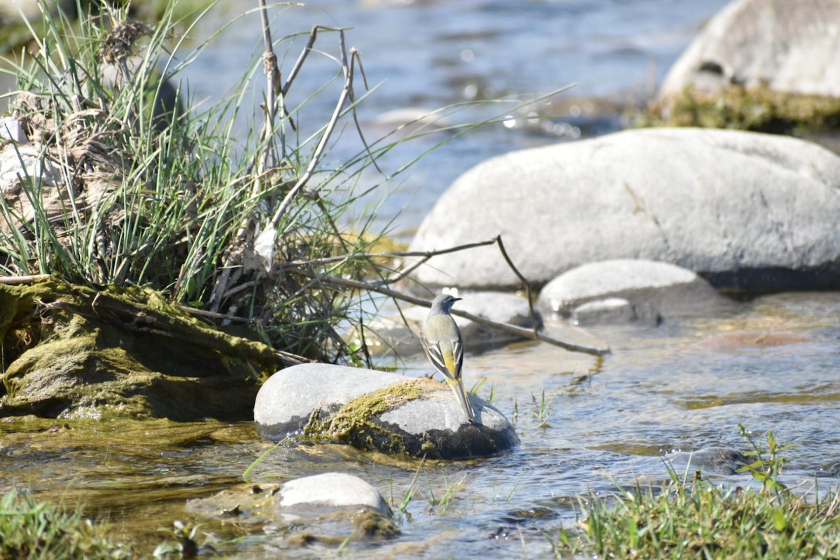 Gray Wagtail - ML618662103