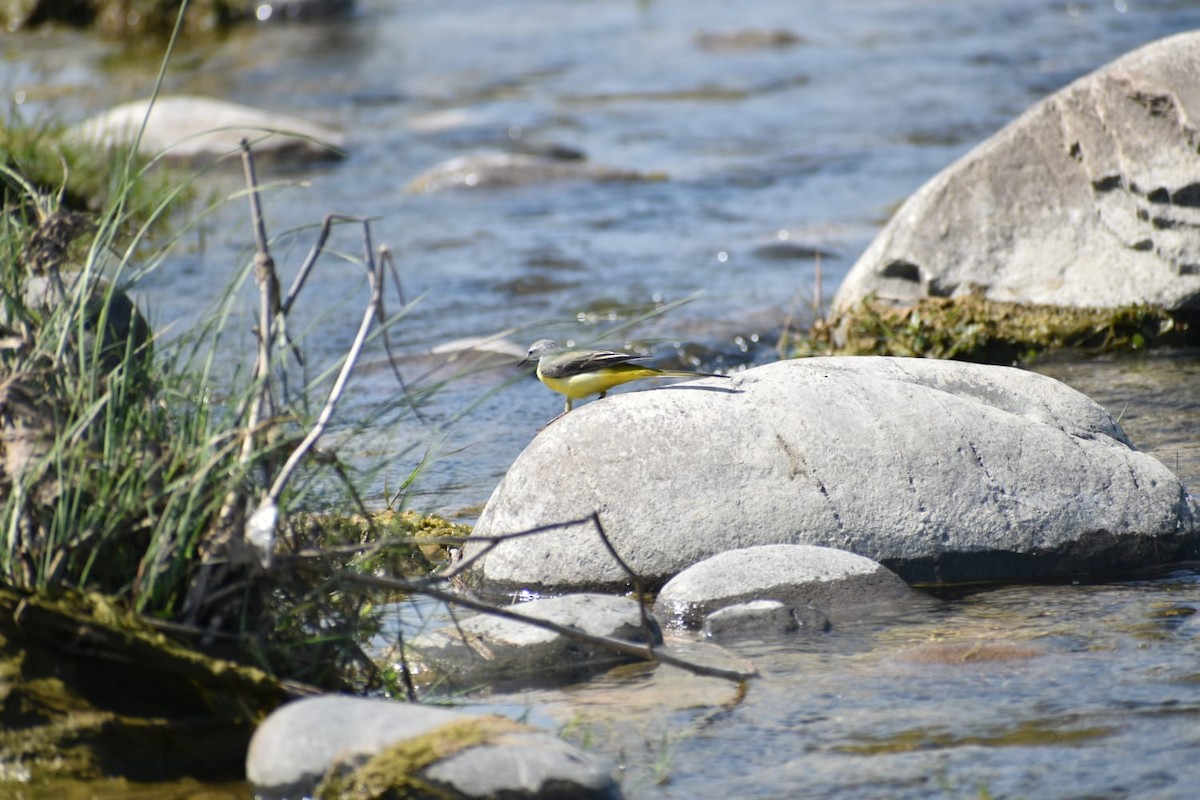 vintererle - ML618662115