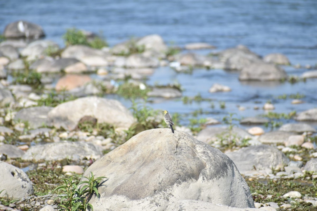 sitronerle - ML618662119