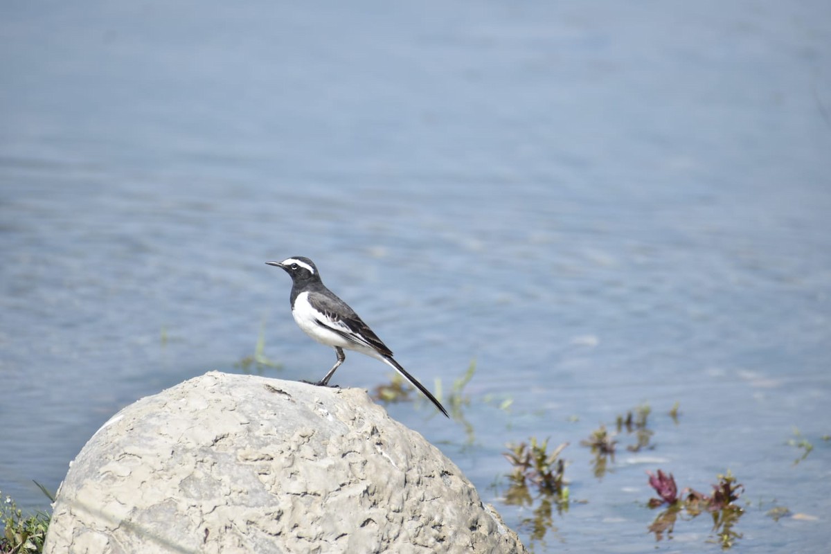 skjæreerle - ML618662123