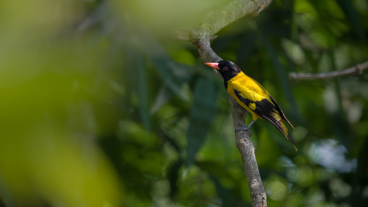 Black-hooded Oriole - ML618662128