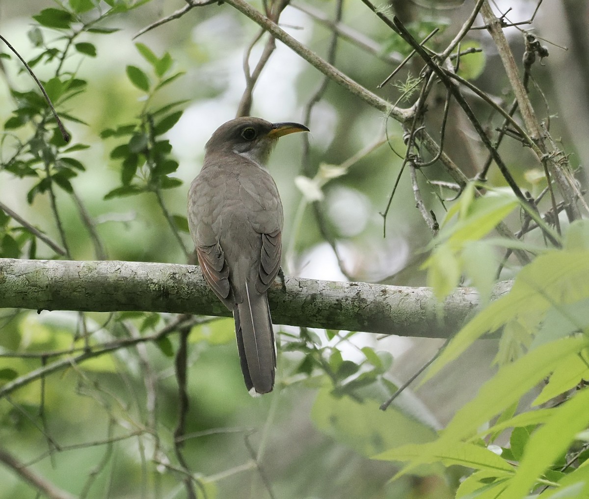 Yellow-billed Cuckoo - Bob Foehring