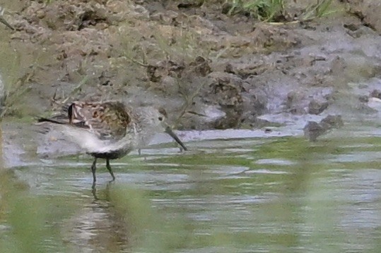 Dunlin - George McHenry