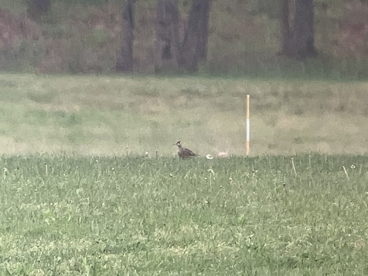 Upland Sandpiper - ML618662161