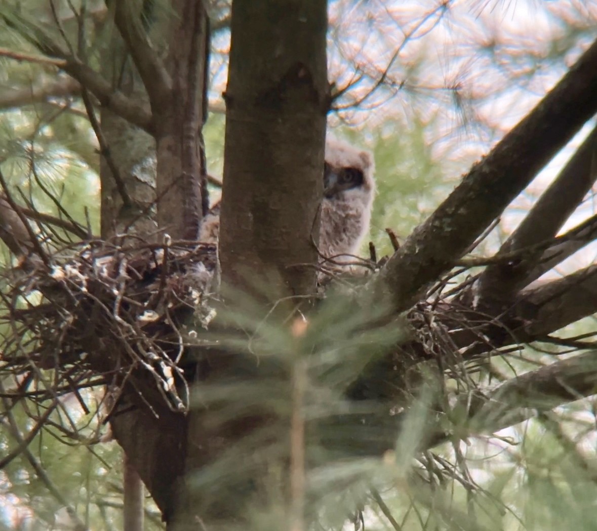 Great Horned Owl - Jeff Kenney