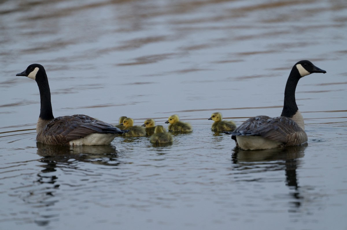 Canada Goose - Bill Thompson