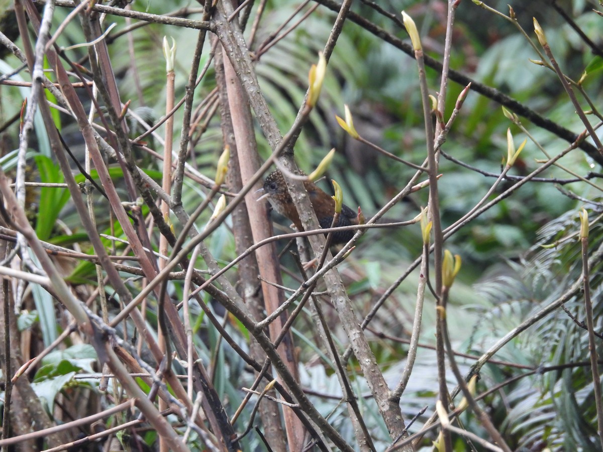 Bar-winged Wren-Babbler - ML618662204