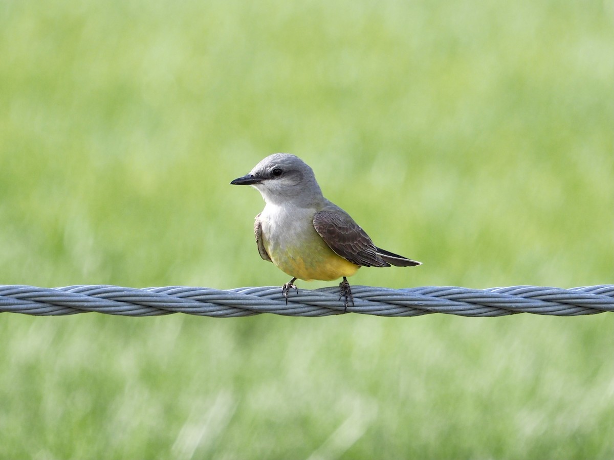 Western Kingbird - Catherine Brown