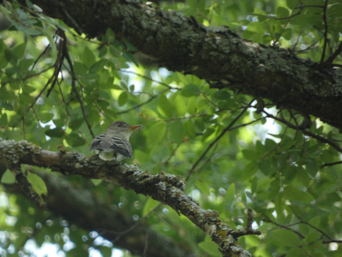 Eastern Wood-Pewee - Matthew Rathgeber