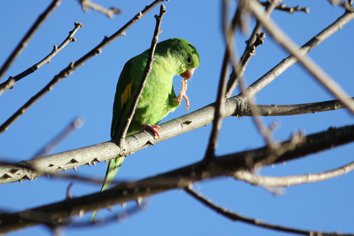 Yellow-chevroned Parakeet - ML618662272