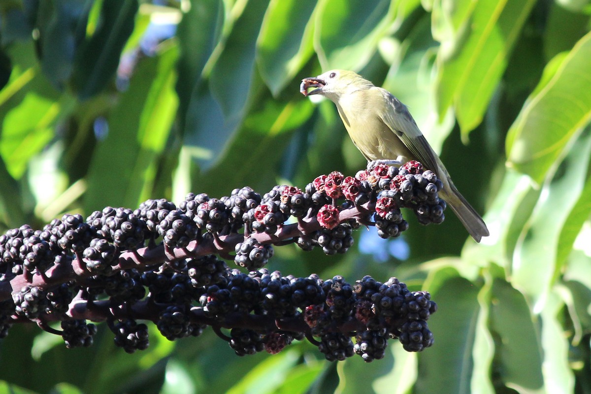 Palm Tanager - ML618662289