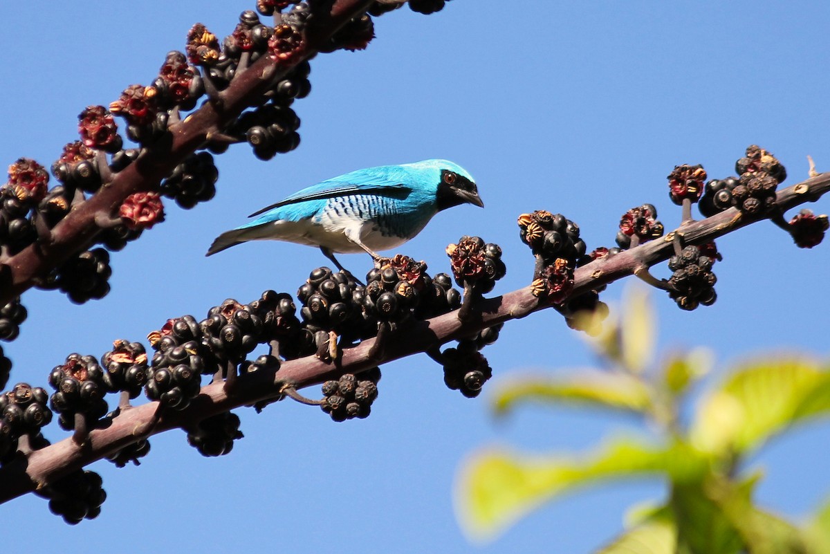 Swallow Tanager - Natalia Allenspach