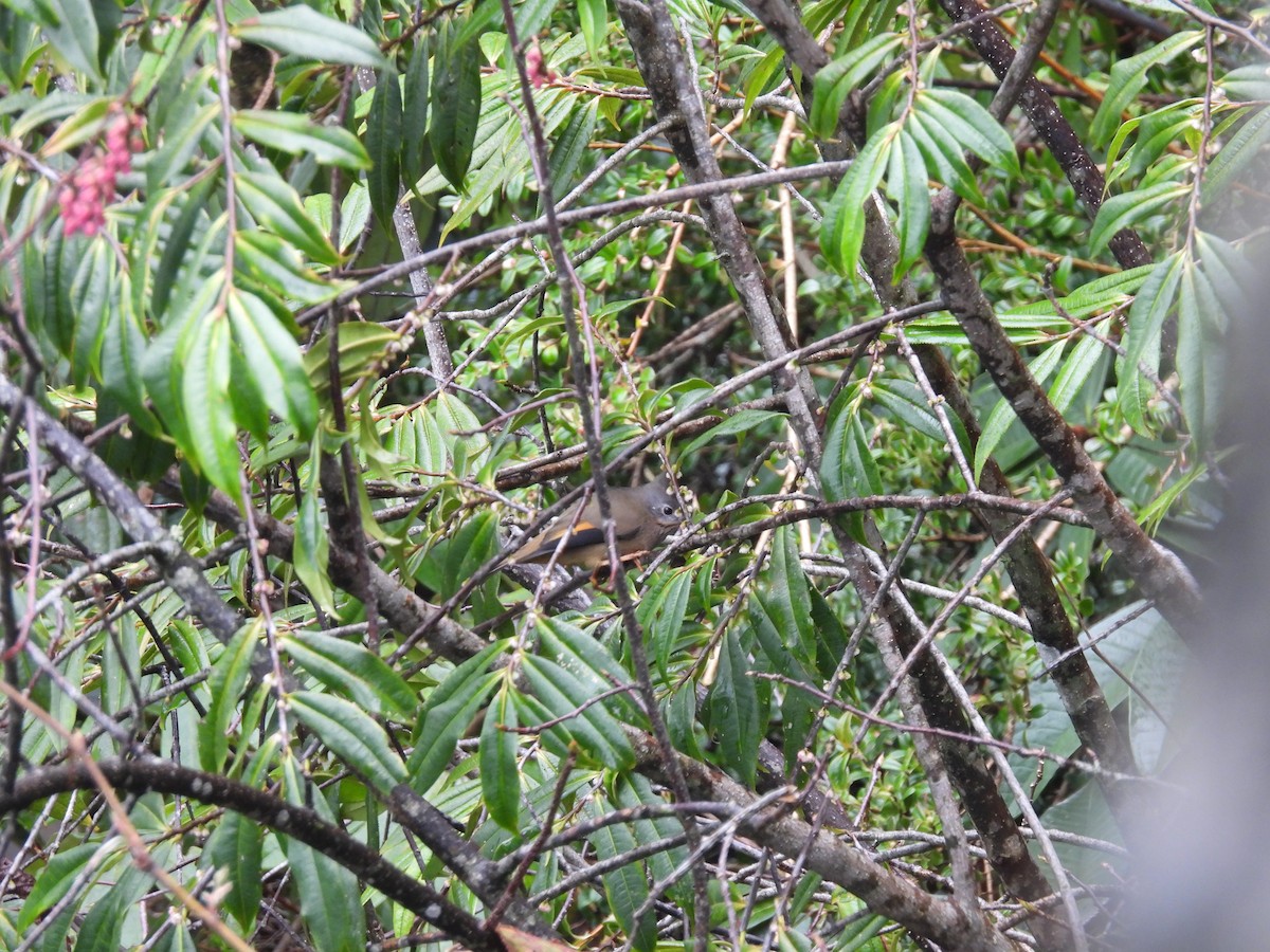 Stripe-throated Yuhina - Rahul Kumaresan