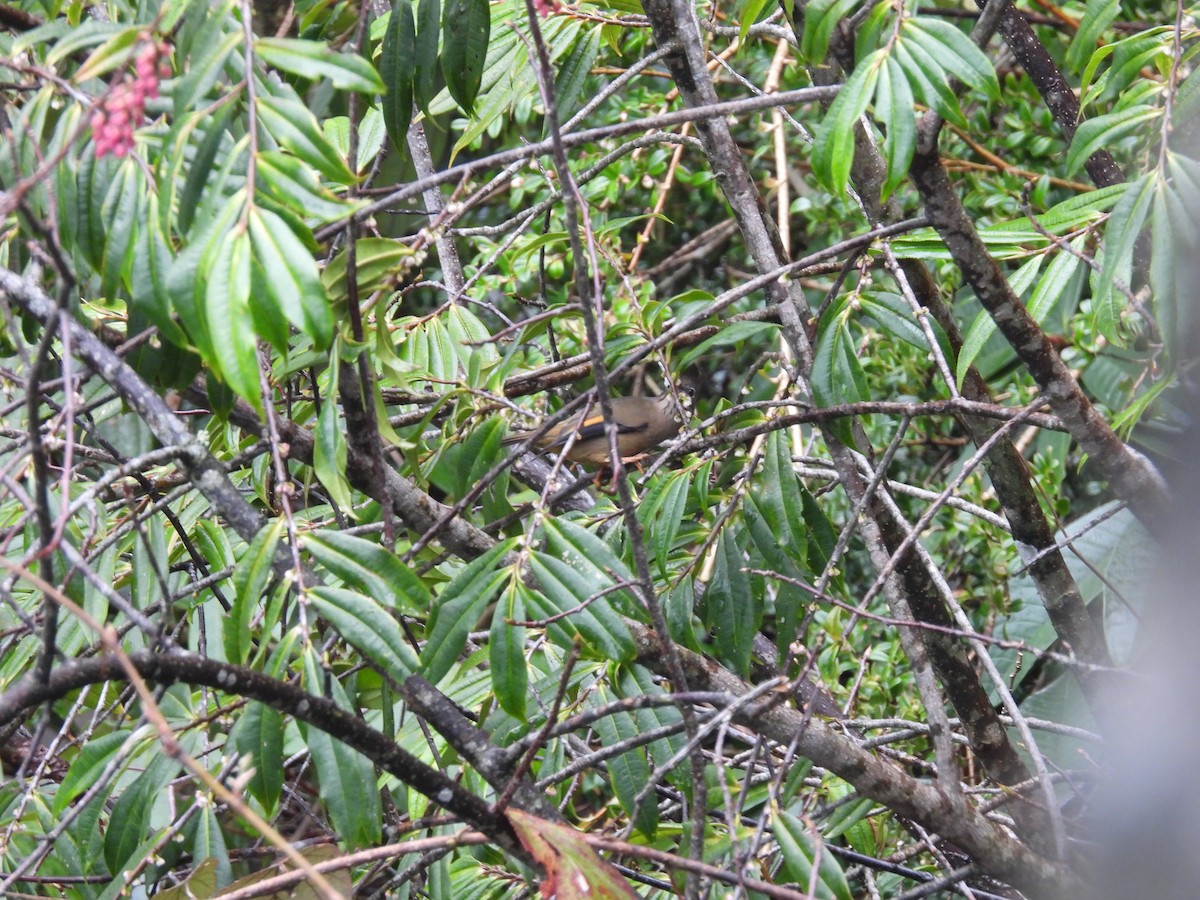 Stripe-throated Yuhina - Rahul Kumaresan