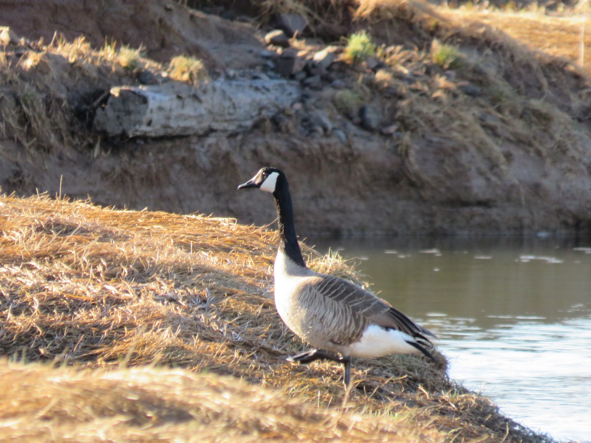 Canada Goose - ML618662345