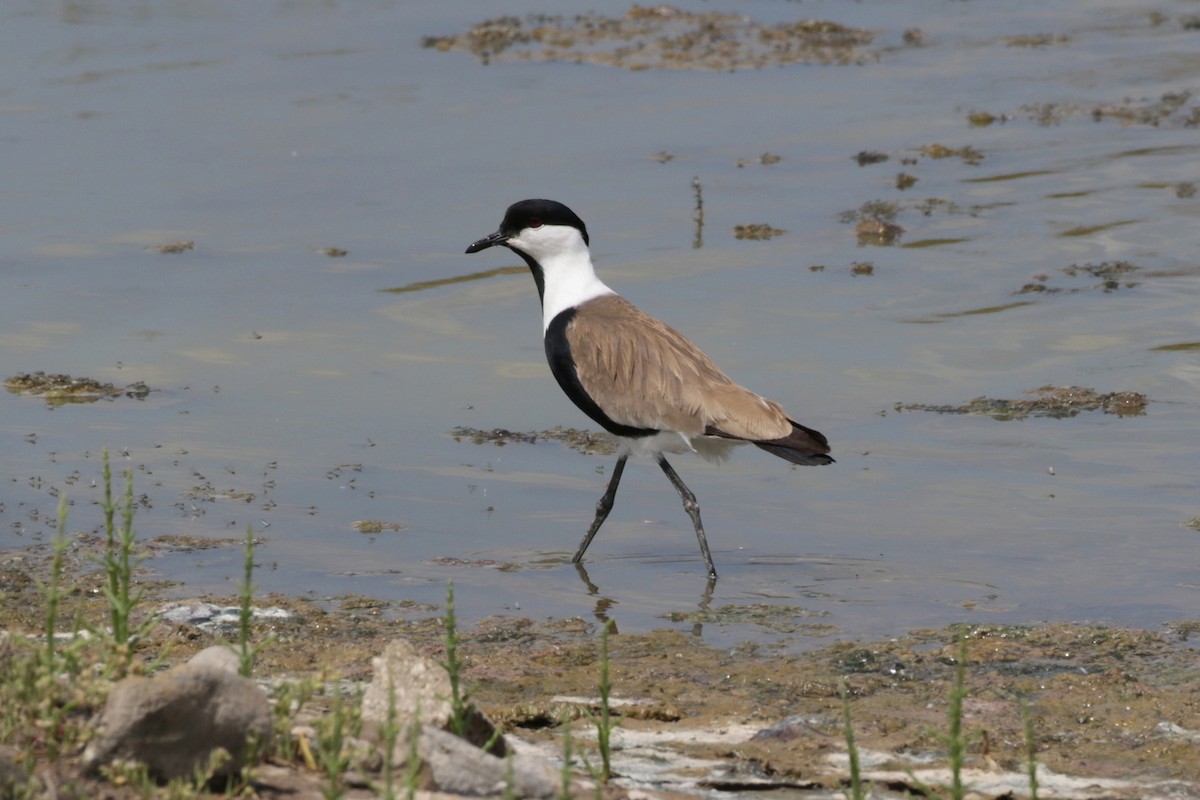 Spur-winged Lapwing - ML618662350