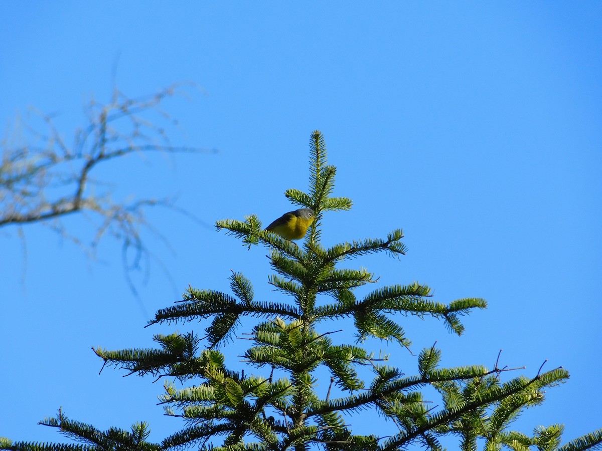 Nashville Warbler - Esther Benoit