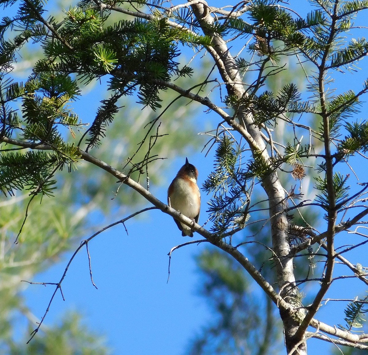 Bay-breasted Warbler - Esther Benoit