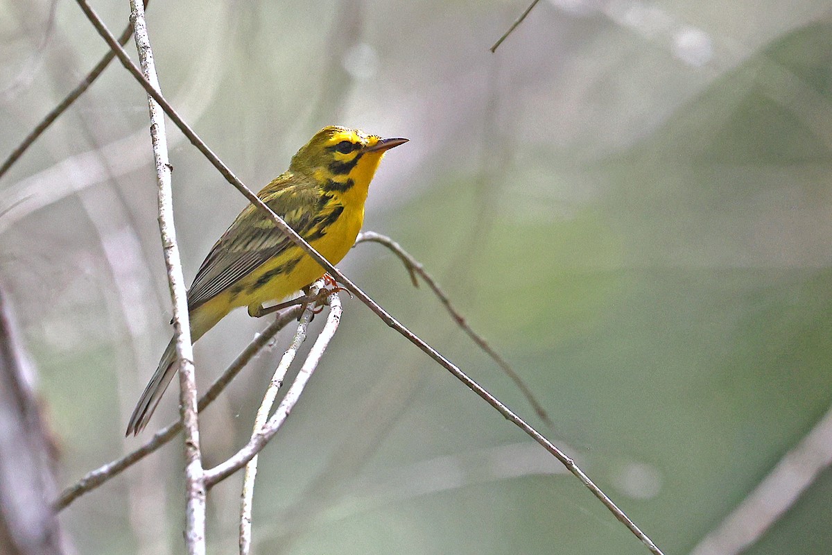 Prairie Warbler - ML618662405