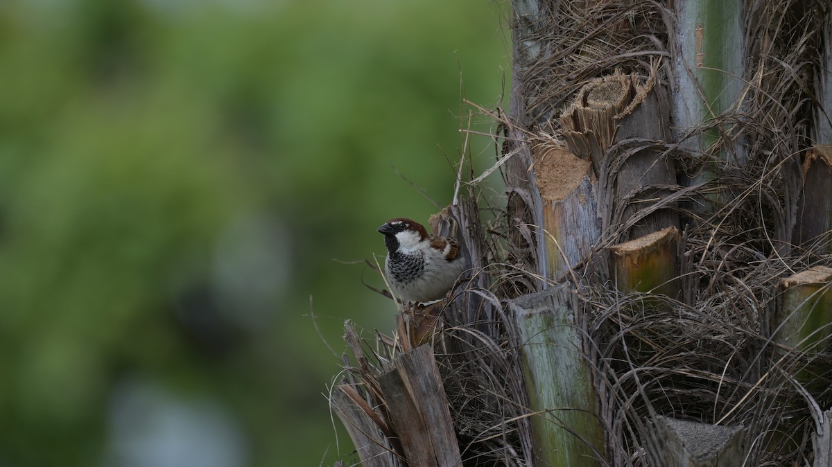 Italian Sparrow - Roberto Lupi