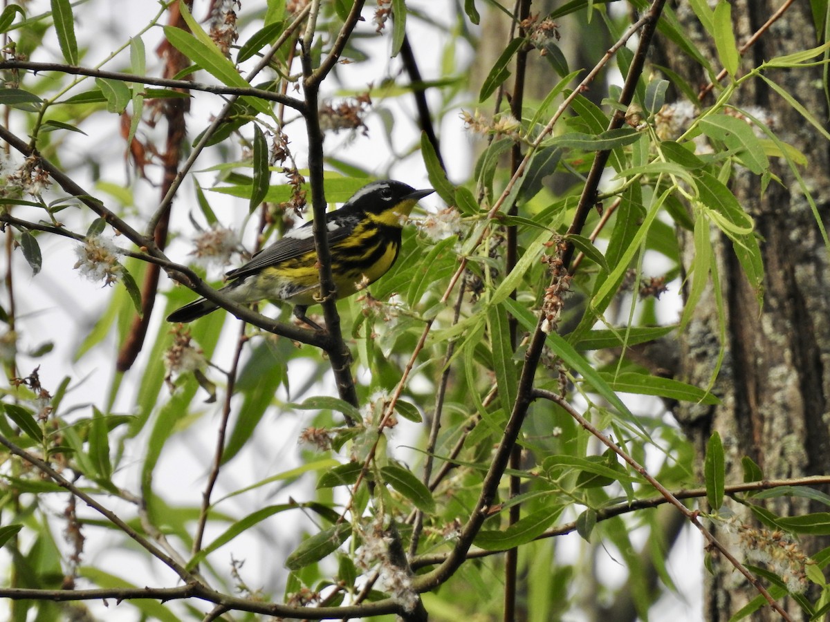 Magnolia Warbler - ML618662440