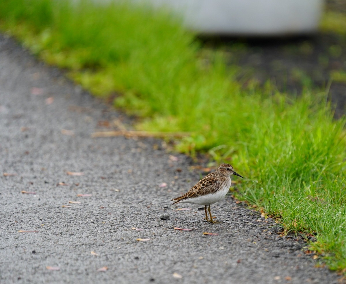 Least Sandpiper - ML618662455