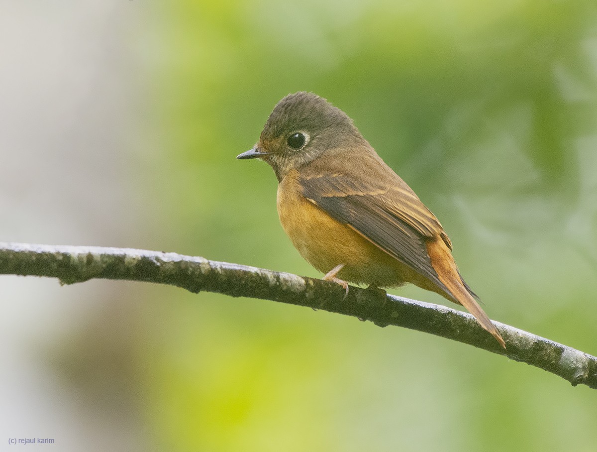 Ferruginous Flycatcher - Rejaul Karim