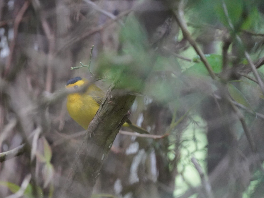 Wilson's Warbler - ML618662480