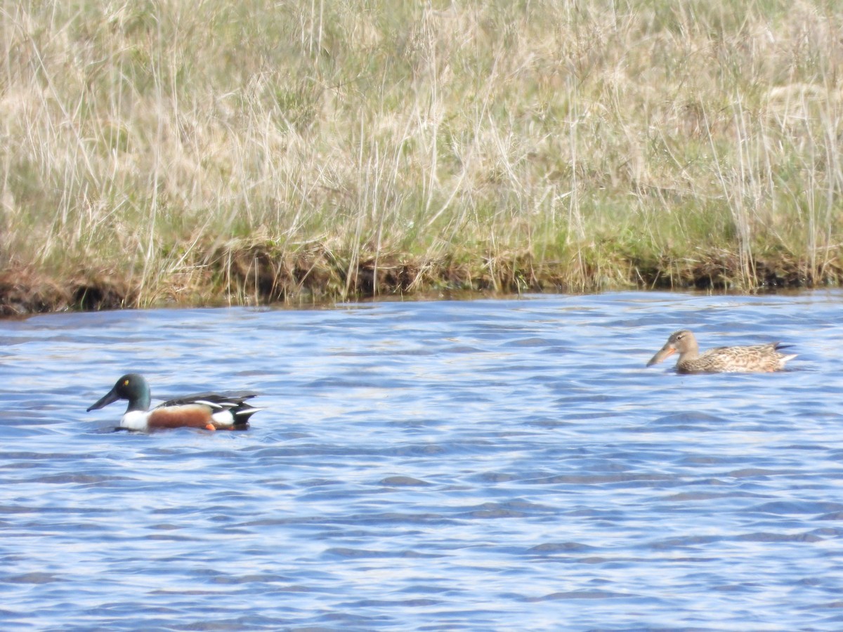 Northern Shoveler - ML618662501