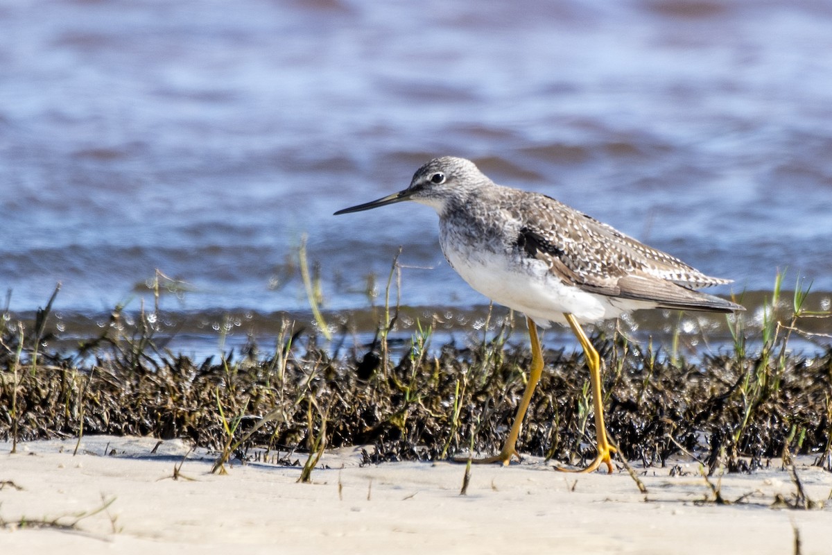 Greater Yellowlegs - ML618662539