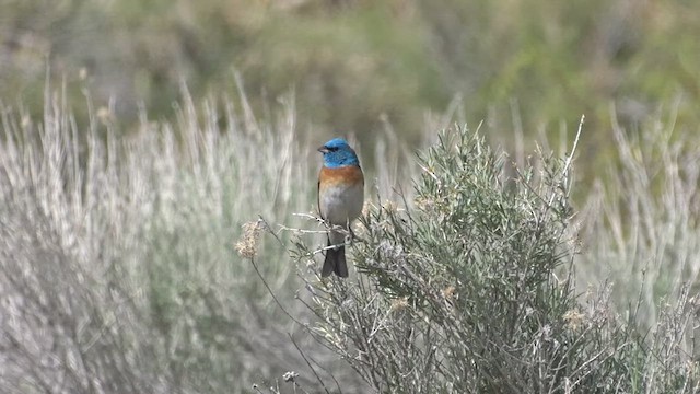 Lazuli Bunting - ML618662557